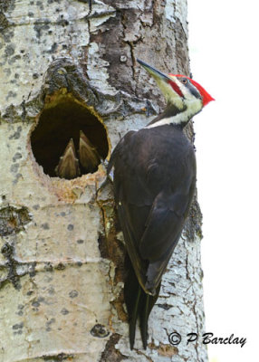 Pileated Woodpeckers