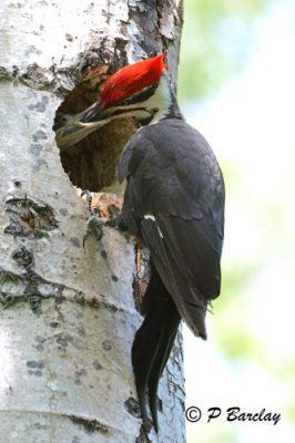 Pileated Woodpeckers