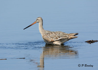 Marbled Godwit