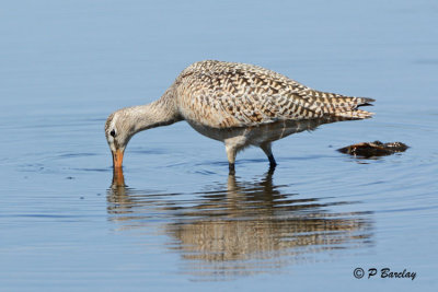 Marbled Godwit