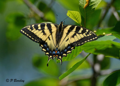 Tiger Swallowtail