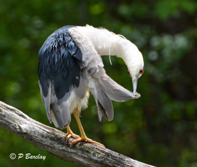 Black-crowned Night-Heron