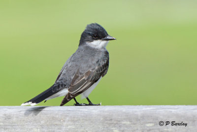 Eastern Kingbird: SERIES (3 images)