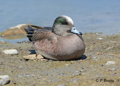 American Wigeon