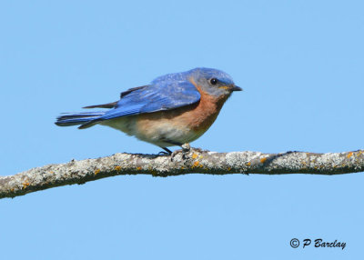 Eastern Bluebird