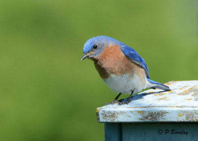 Eastern Bluebird