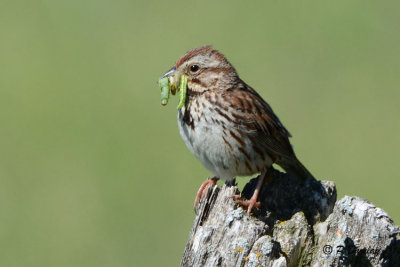 Song Sparrow