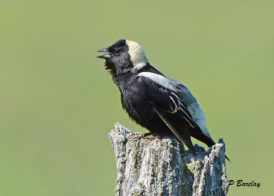 Bobolink: SERIES (2 images)