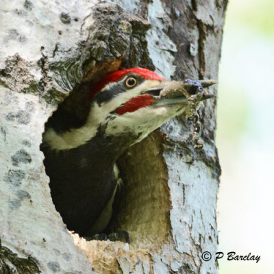 Pileated Woodpecker (m): SERIES (2 images)