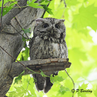 Eastern Screech Owl