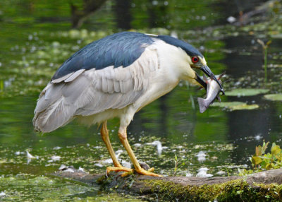Black-crowned Night-Heron