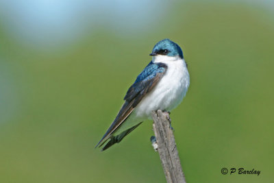 Tree Swallows (m&f): SERIES (2 images)