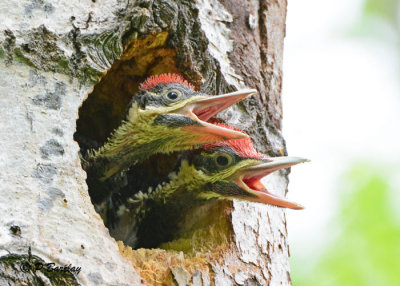 Pileated Woodpeckers (juv)