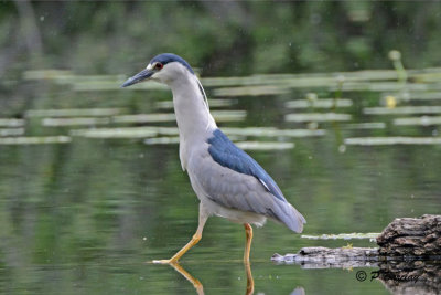 Black-crowned Night-Heron