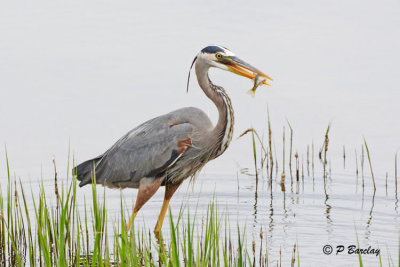 Great Blue Heron