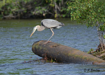 Great Blue Heron:  SERIES (3 images)