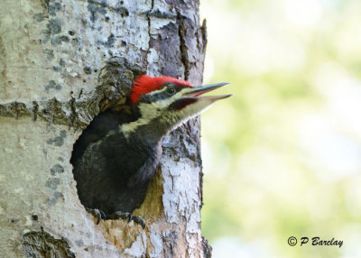 Pileated Woodpecker (juv m)