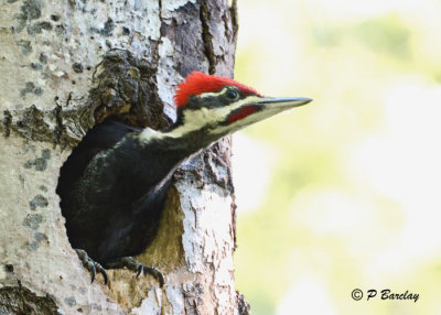 Pileated Woodpecker (juv m):  SERIES (2 images)