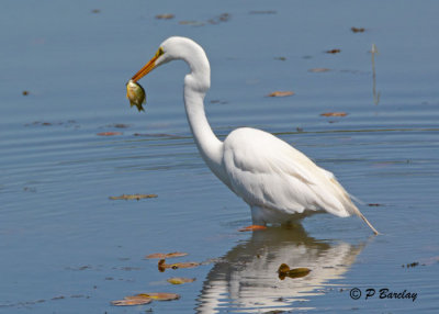 Great Egret