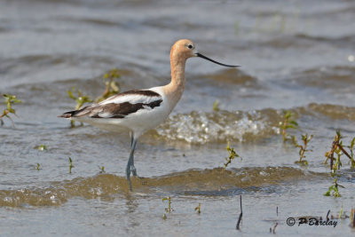 American Avocet