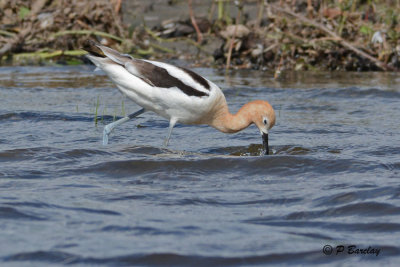 American Avocet