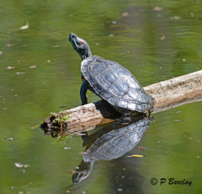 Red-eared Slider