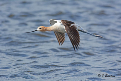 American Avocet