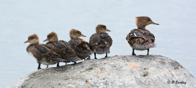 Hooded Mergansers:  SERIES (2 images)