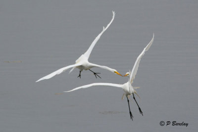 Great Egrets