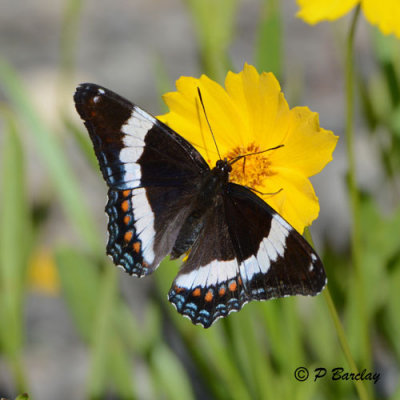 White Admiral Butterfly