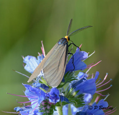 Virginia Ctenuchid Moth