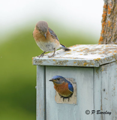 Eastern Bluebirds