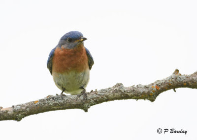 Eastern Bluebird:  SERIES (2 images)