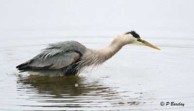 Great Blue Heron