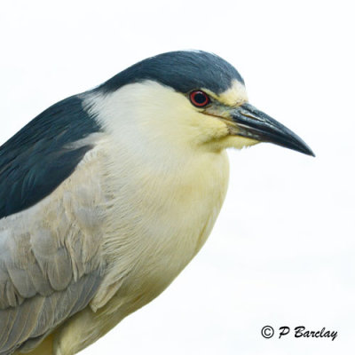 Black-crowned Night-Heron