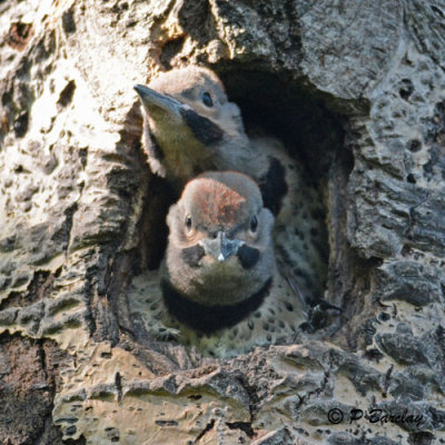 Northern Flickers