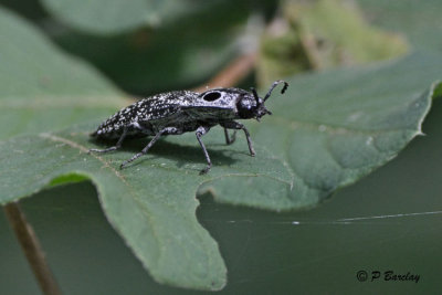 Eastern Eyed Click Beetle:  SERIES (2 images)