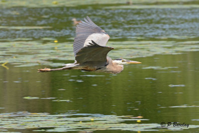 Great Blue Heron