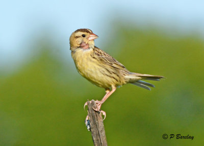 Bobolink (f)