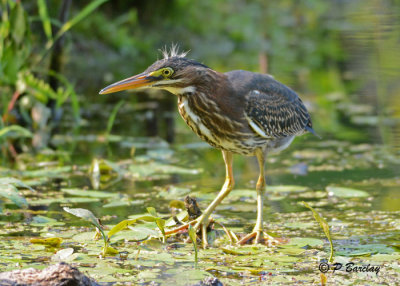 Green Heron (juv)