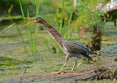 Green Heron (juv): SERIES (2 images)
