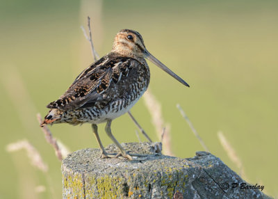 Wilson's Snipe