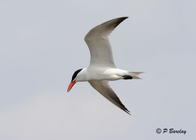 Caspian Tern: SERIES (2 images)