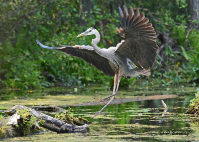 Great Blue Heron