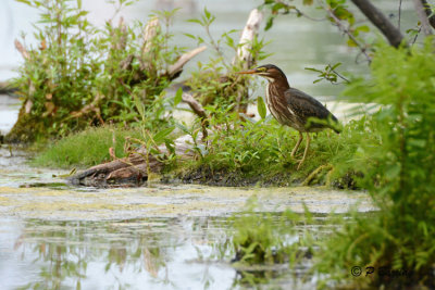 Green Heron