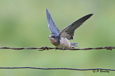 Barn Swallow (juv)