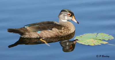 Wood Duck (juv male)