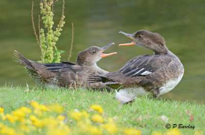 Hooded Mergansers (juvs)