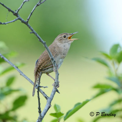 House Wren