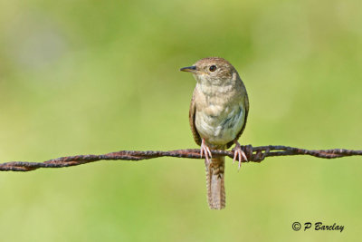 House Wren